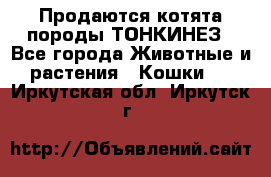 Продаются котята породы ТОНКИНЕЗ - Все города Животные и растения » Кошки   . Иркутская обл.,Иркутск г.